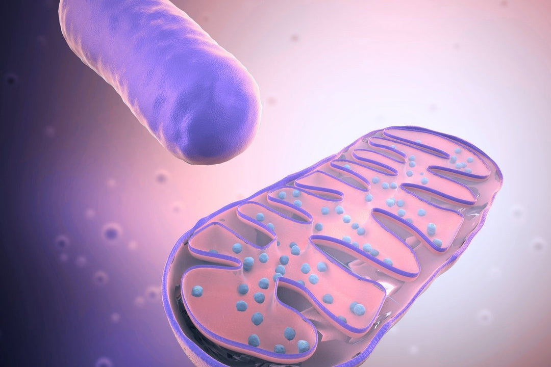 Mitochondria: The Meno Protector Every Midlife Woman Must Understand