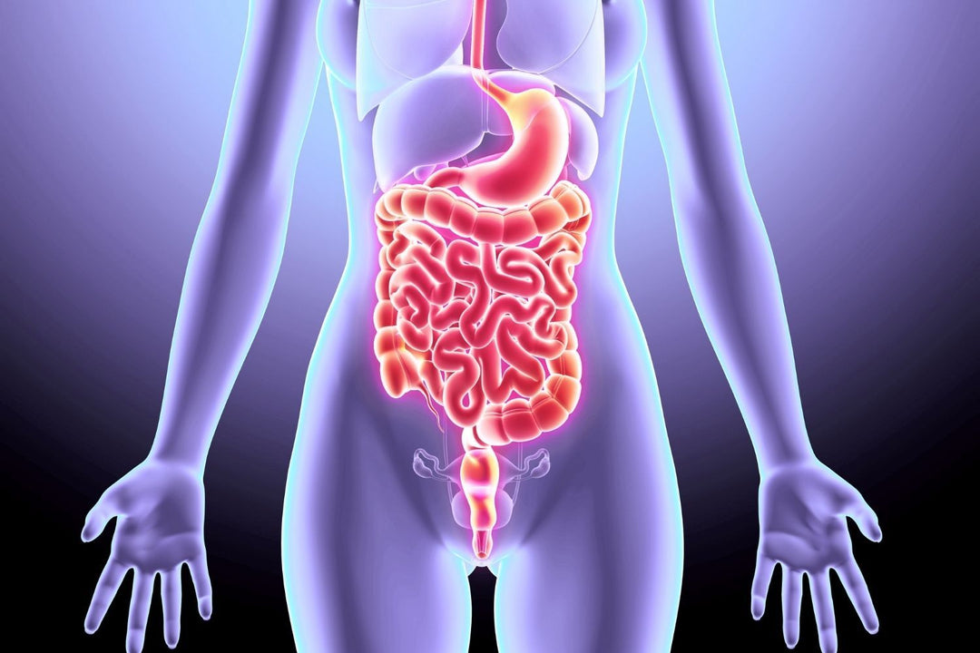 The Estrogen–Gut Secret of Midlife